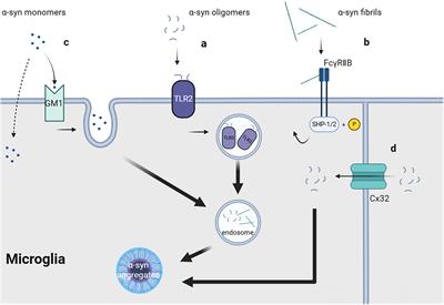 Emerging role of microglia in inter-cellular transmission of α-synuclein in Parkinson’s disease